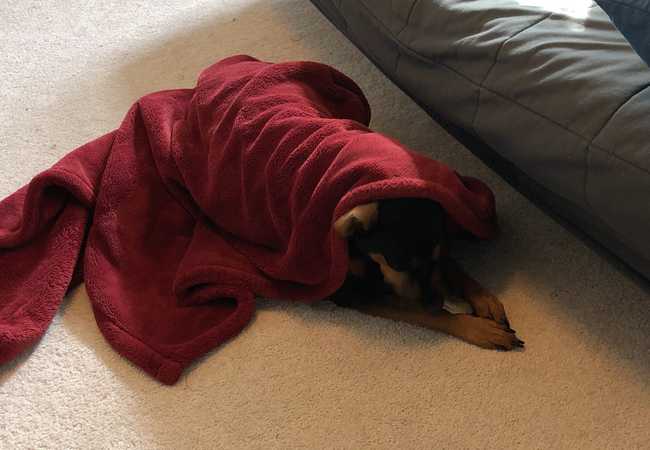 Avett wrapped in a red blanket and chewing on her bone.